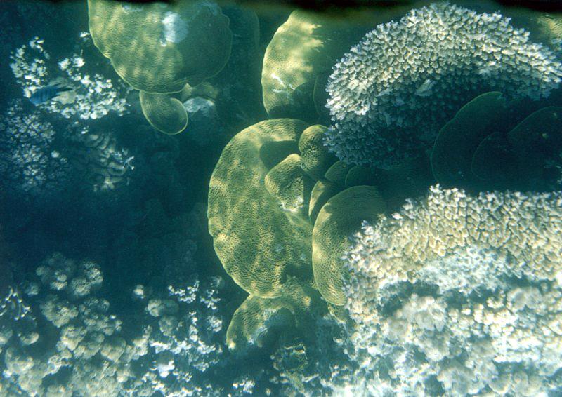 Great Barrier Reef 4001 Great Barrier Reef, Queensland